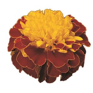 Bild von Tagetes kleinbl P9 Yellow Orange bic.(spry)